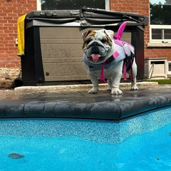 Dog Shark Life Jacket